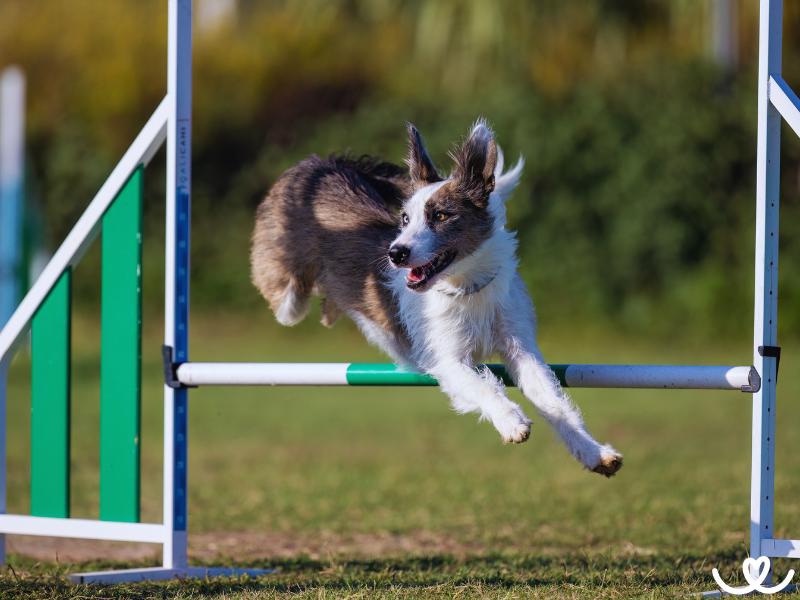 Psi-sporty-agility (5)